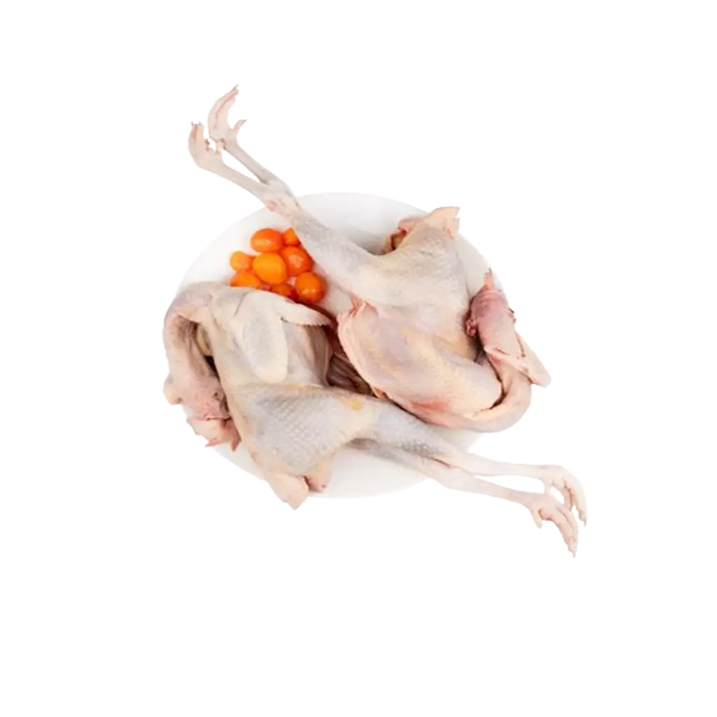 Gà Mái Ôm Trứng