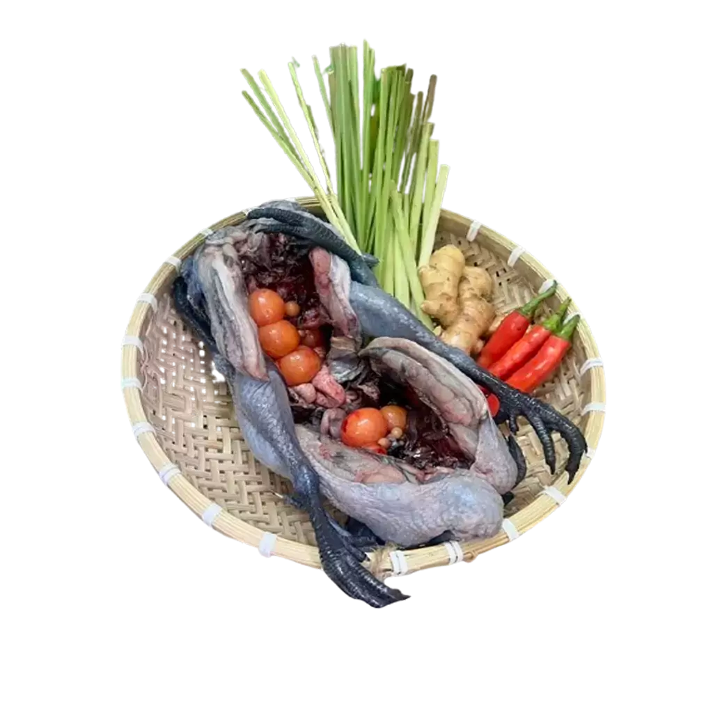 Gà Ác Ôm Trứng