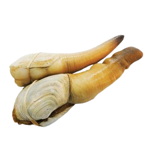 Tu Hài Sống Size 8 – 10 Con/Kg