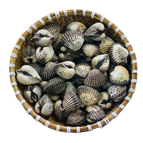 Sò huyết tươi sống Size 30 - 40 con/kg