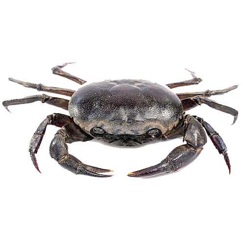 Cua Đồng Tươi Sống