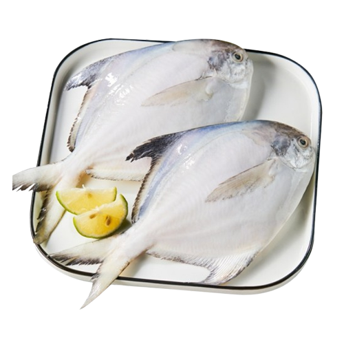 Cá chim trắng biển tươi Size 1,5 - 2kg/con