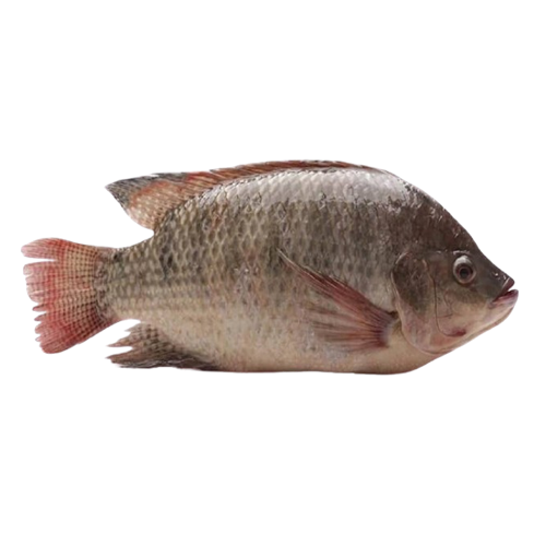 Cá rô phi sống Size 1 - 1,5 kg/con