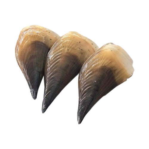 Sò mai sống Size 3-4 con/kg