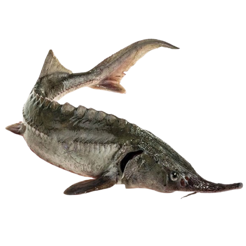 Cá tầm sapa sống Size 2-2,5 kg/con