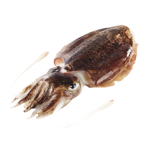  Mực Nang Tươi Size 8–10 Con/Kg