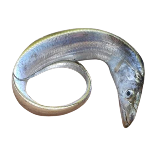 Cá Xương Xanh Tươi Nguyên Con 2,5–3kg