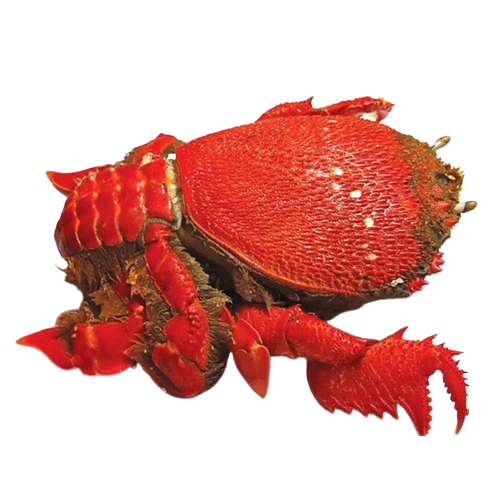 Cua Huỳnh Đế Đông Lạnh Size 700–900gr/Con