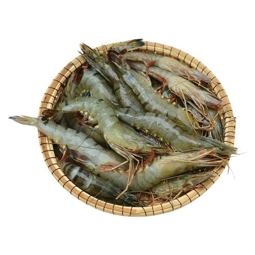 Tôm Sú Sống Size 40–50 Con/Kg