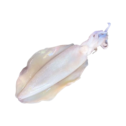 Mực Lá Đông Lạnh 1–1,2Kg/Con