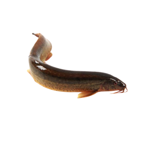 Cá Chạch Quế (Chạch Sụn) Sống Size 8–10 Con/Kg