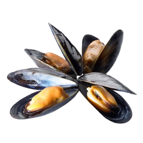 Trai sông sống size 7–10 con/kg