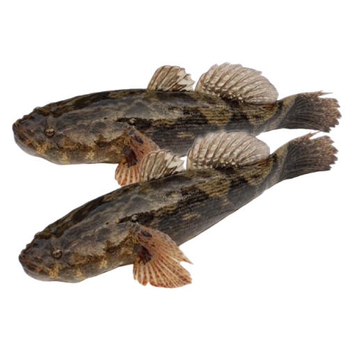 Cá Bống Tượng Size 500–700g/Con