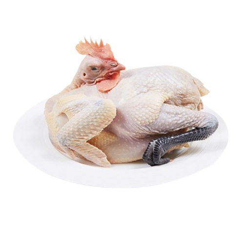 Gà Lai Chọi Tươi Sống Size 1,5 Kg/Con