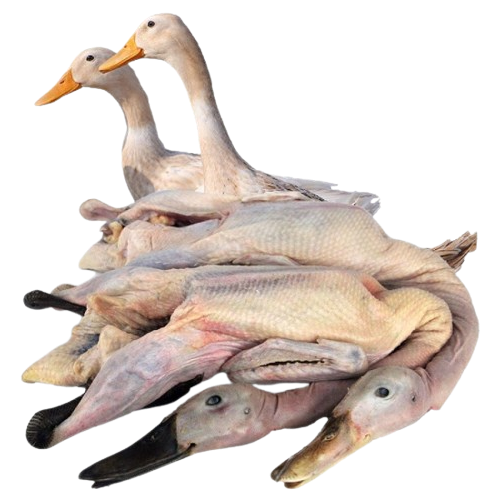 Vịt Cỏ (Vịt Đồng) Tươi Sống