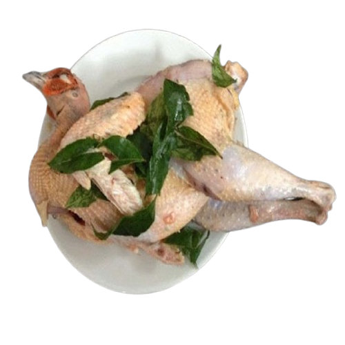 Chim Trĩ Đỏ Sống 1,2–1,5Kg/Con