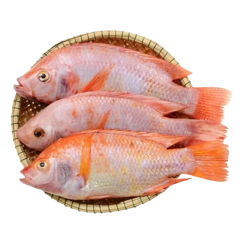 Cá Diêu Hồng Tươi Sống Size: 1 - 1,5kg