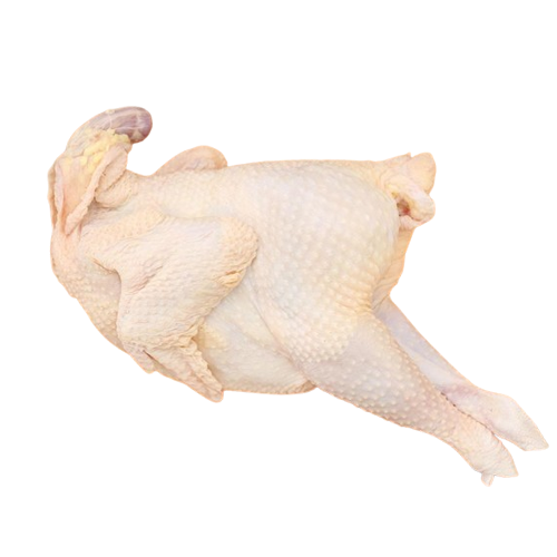 Gà nguyên con Singgreen