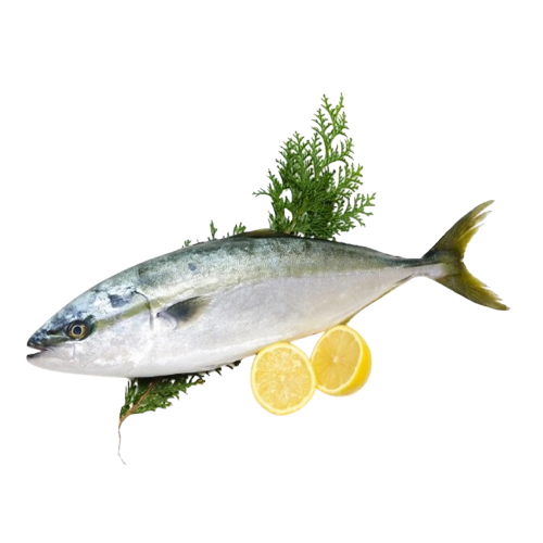 Cá Cam Đông Lạnh Size 800g – 1.3kg