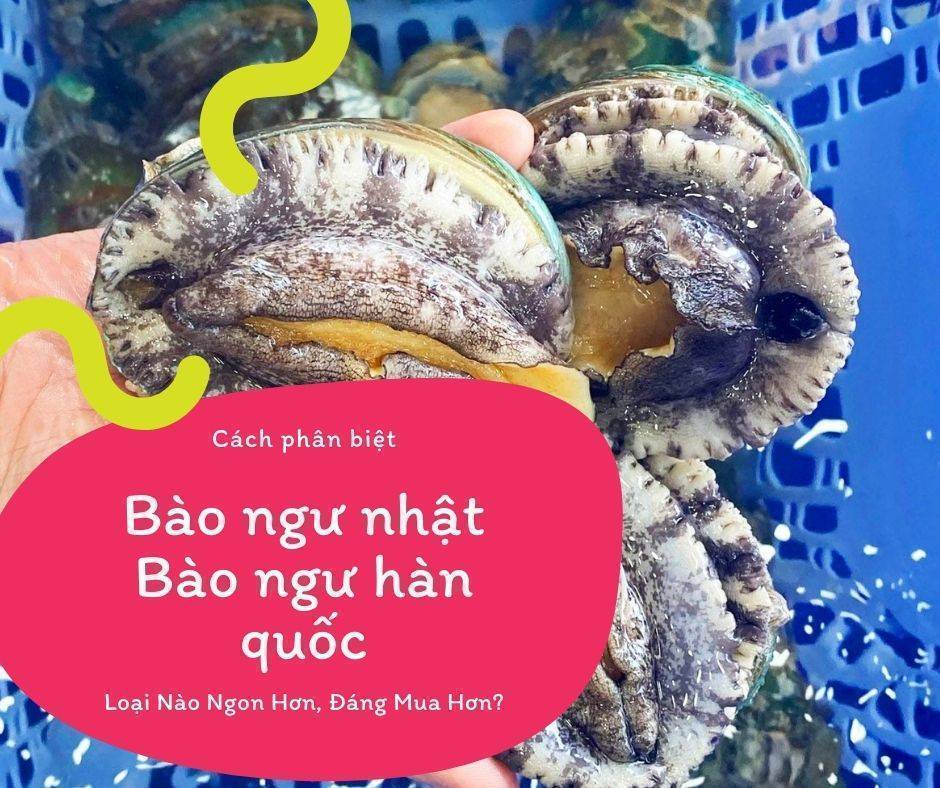 Phân Biệt Bào Ngư Hàn Quốc Và Bào Ngư Nhật Bản – Loại Nào Ngon Hơn, Đáng Mua Hơn?