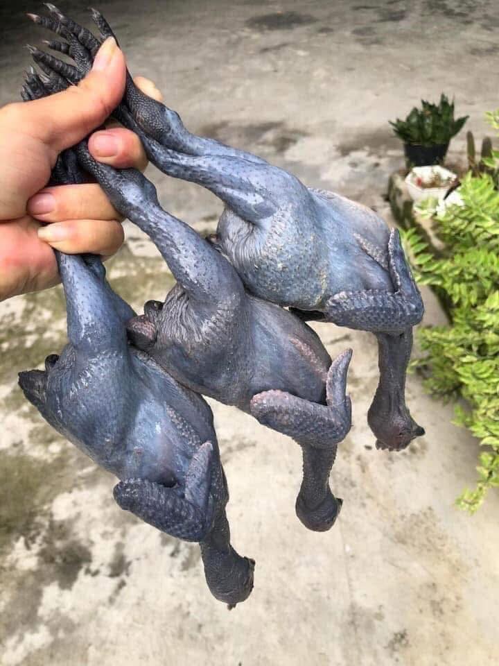 gà ác làm sạch nguyên con tại VIFOOD