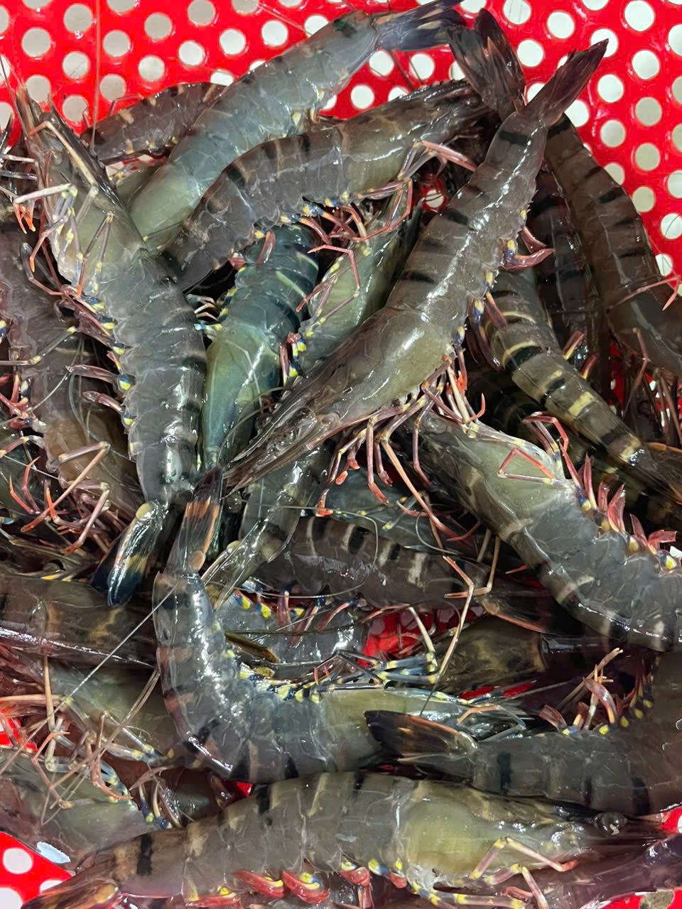 tôm sú nguyên con tươi sống size 60-70 con/kg