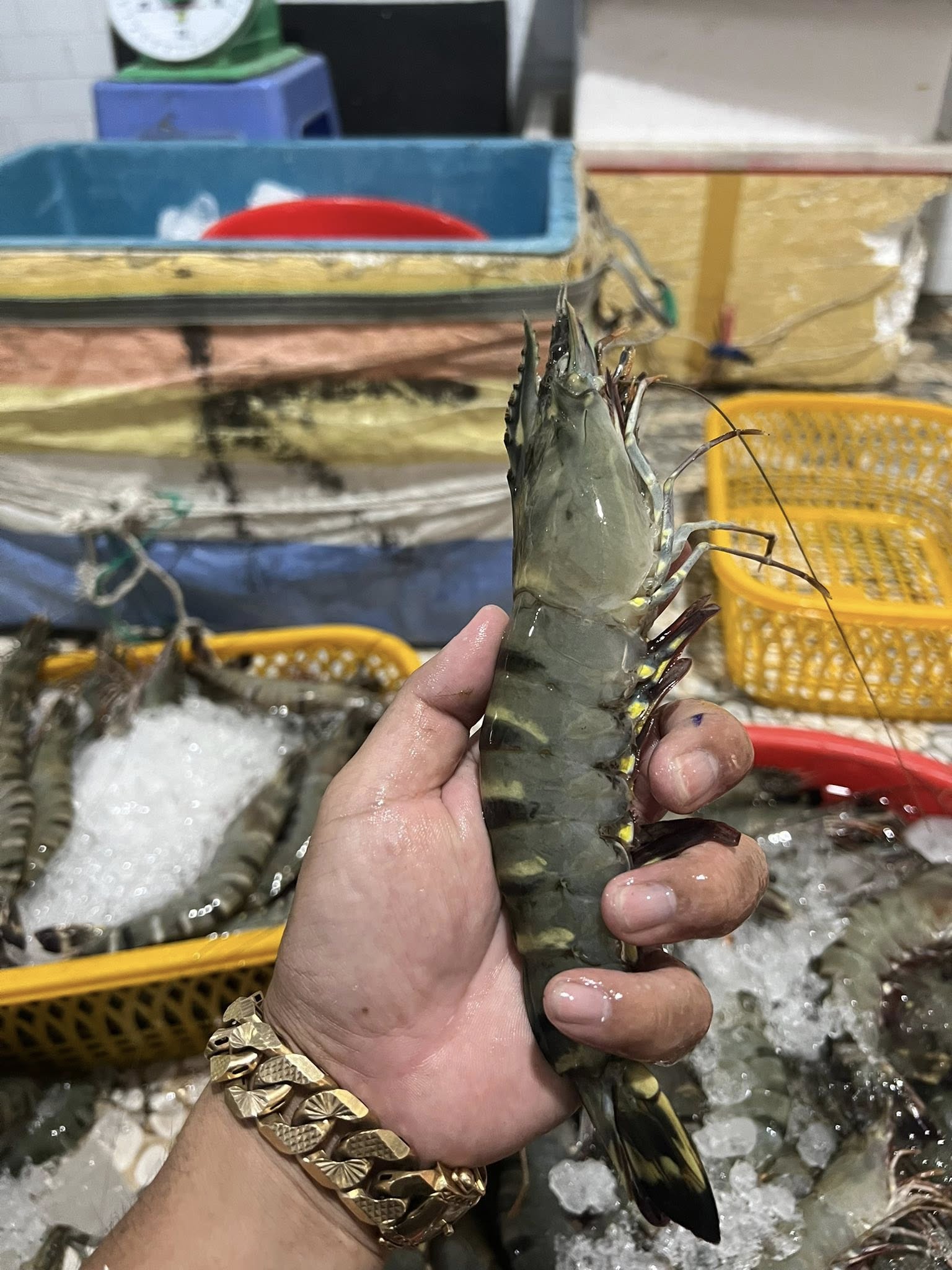 tôm sú sống nuôi sinh thái loại 1 size 25-30 con/kg