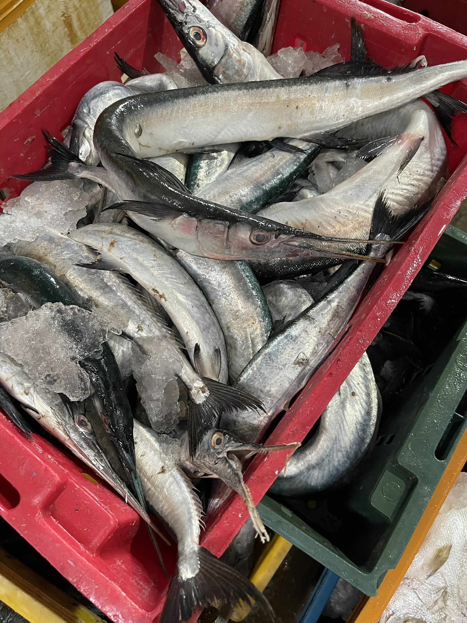 cá xương xanh thiên nhiên tươi nguyên con size 2,5-3kg