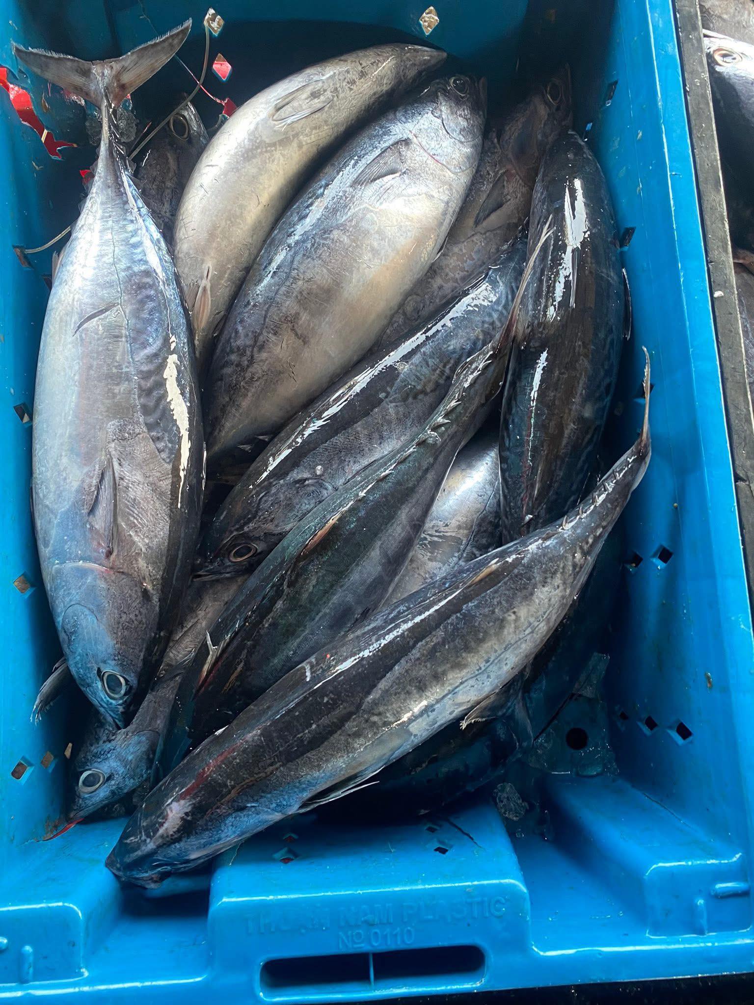 cá ngừ tươi nguyên con size 0,7-1 kg/con