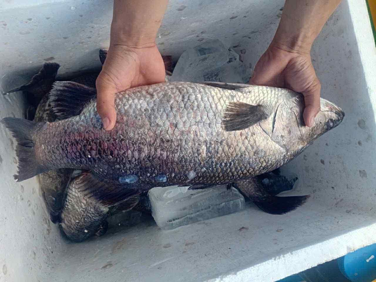 cá chẽm sống size 5-6 kg/con