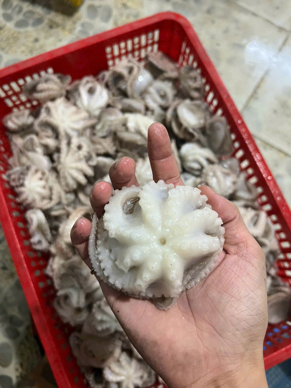 bạch tuộc tươi đã làm sạch cấp đông size 10-20 con/kg