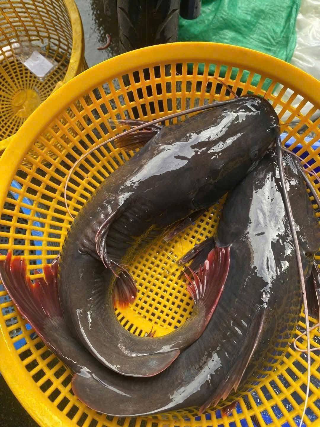 cá lăng đuôi đỏ sống size 2-2,5 kg/con