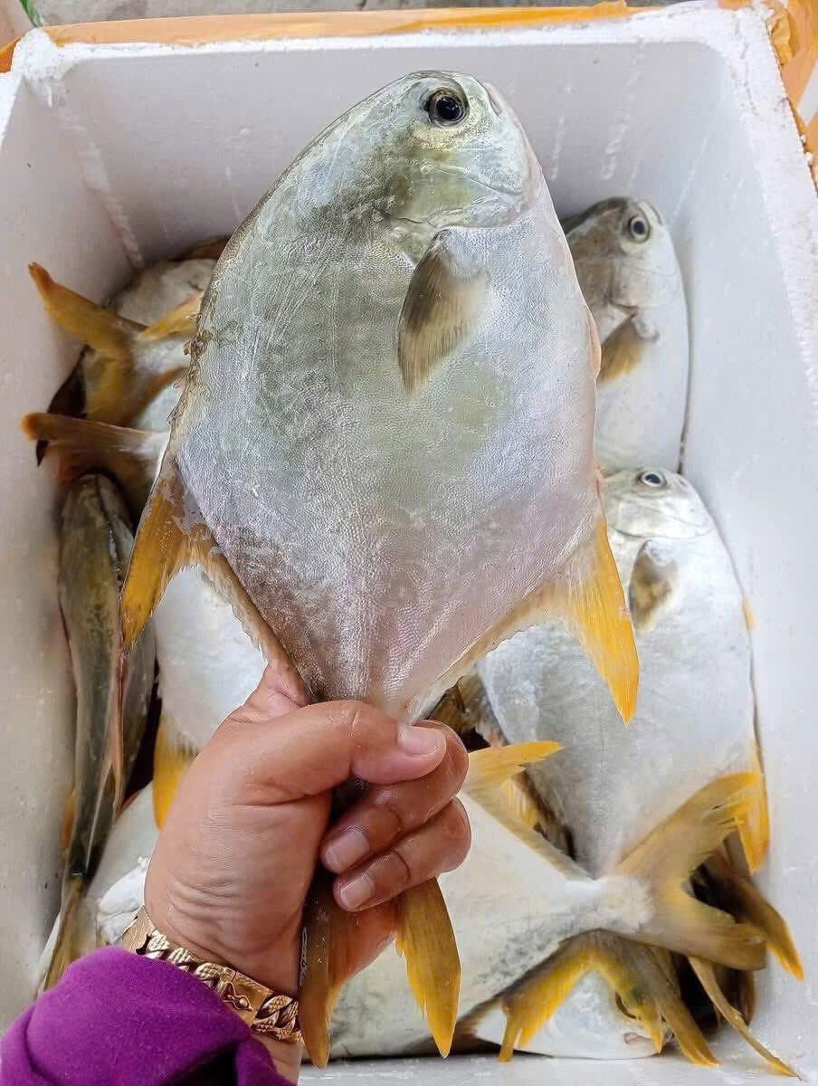 cá chim trắng biển tươi size 1,5-2 kg/con
