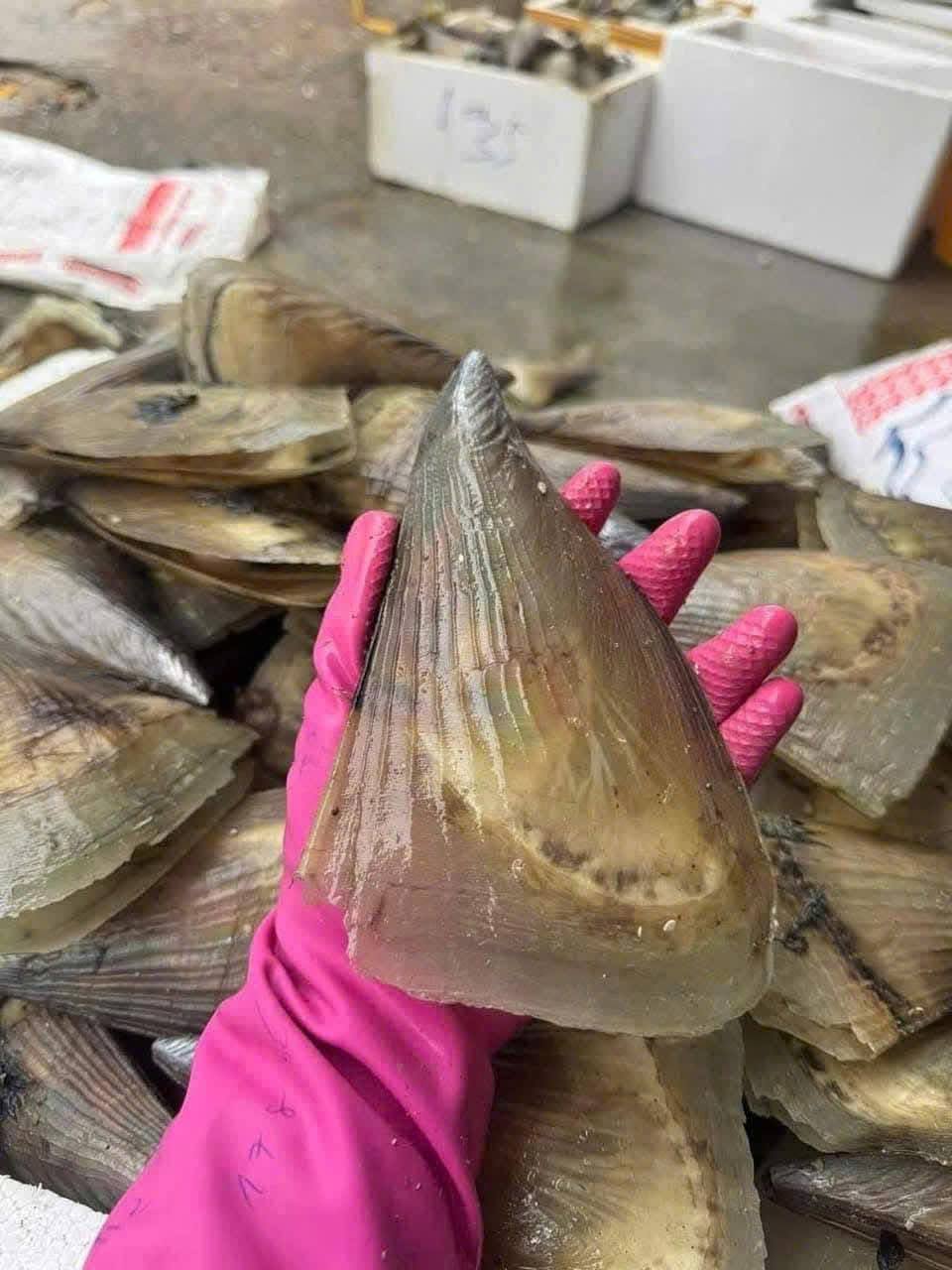 sò mai sống size 3-4 con/kg