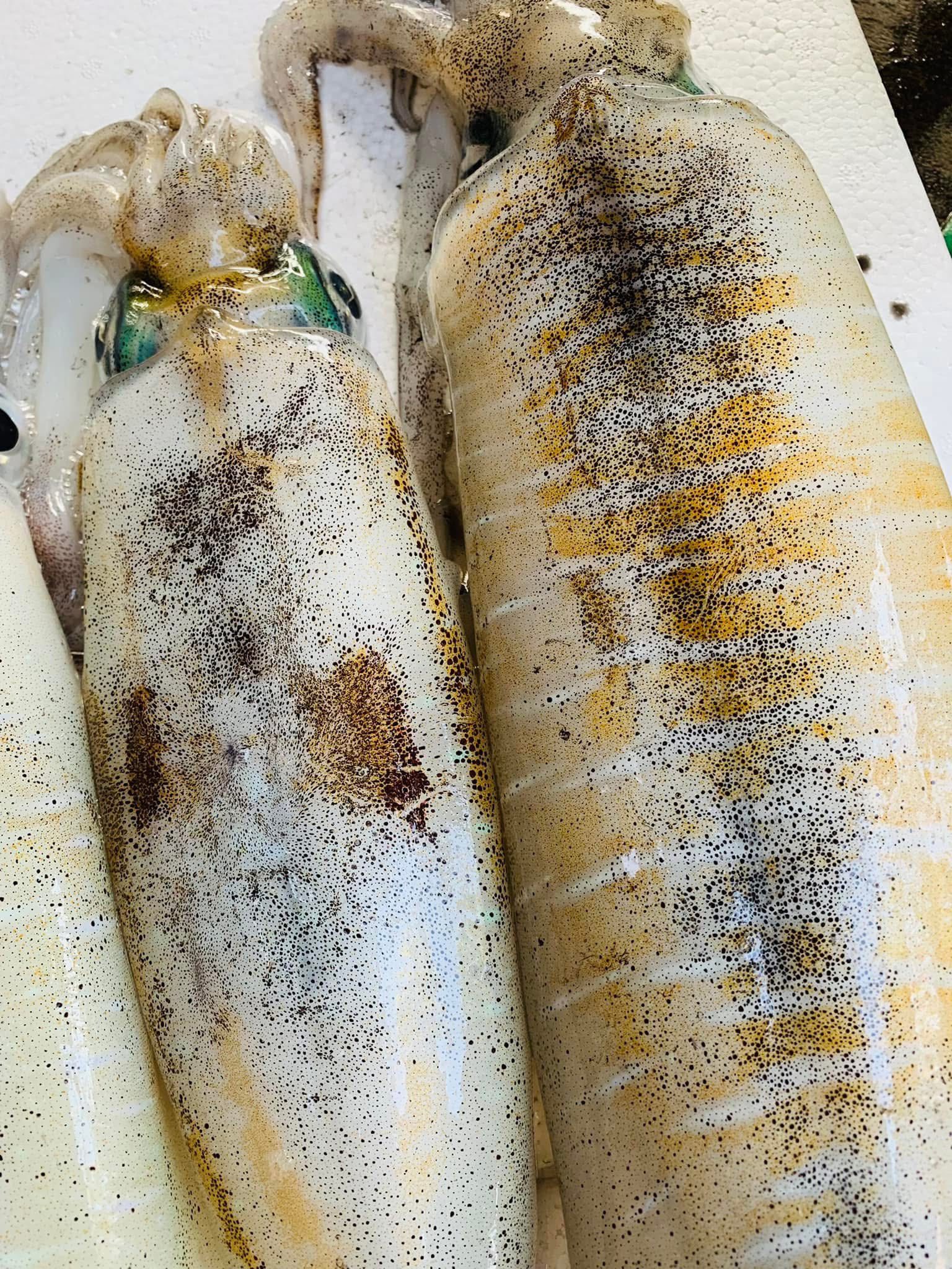 mực lá câu tươi size 1-1,2 kg/con