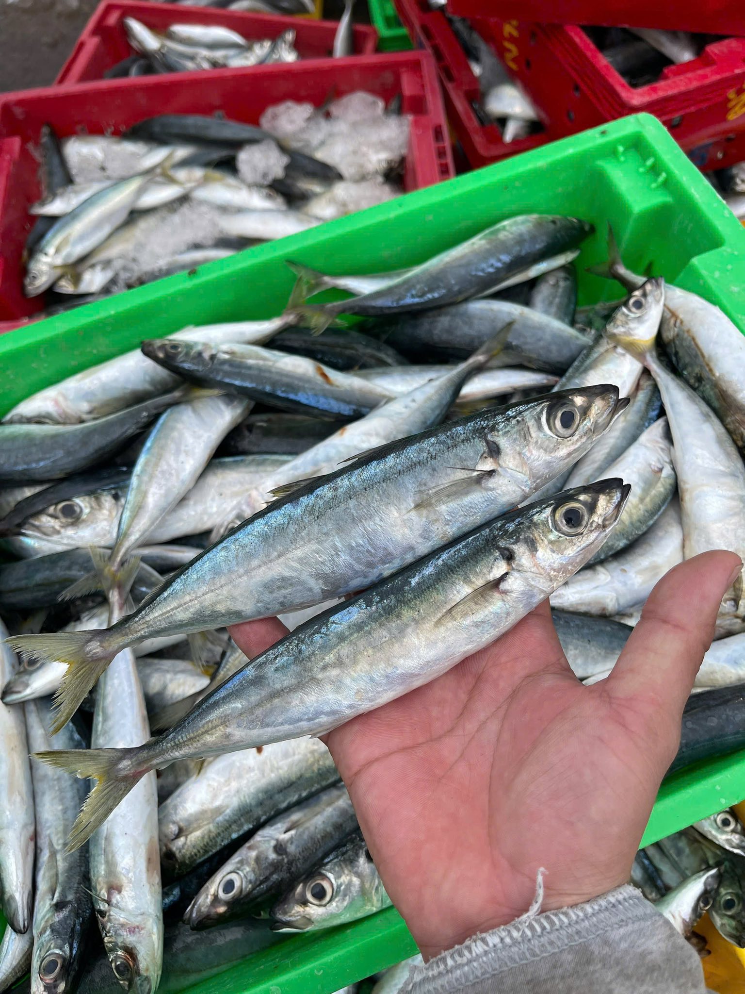 cá nục tươi nguyên con size 8-10 con/kg