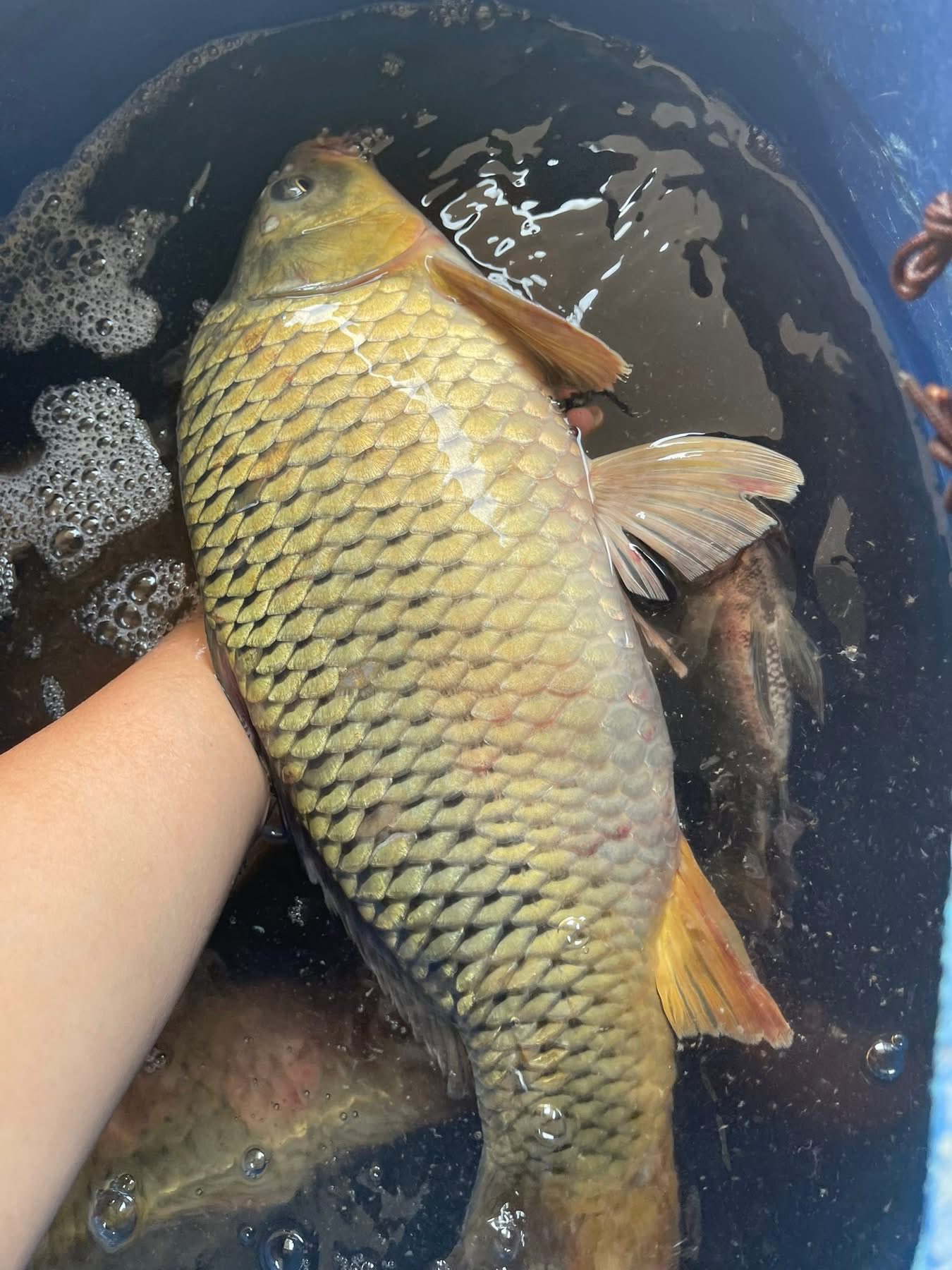 cá chép sống giao sỉ tại TP.HCM