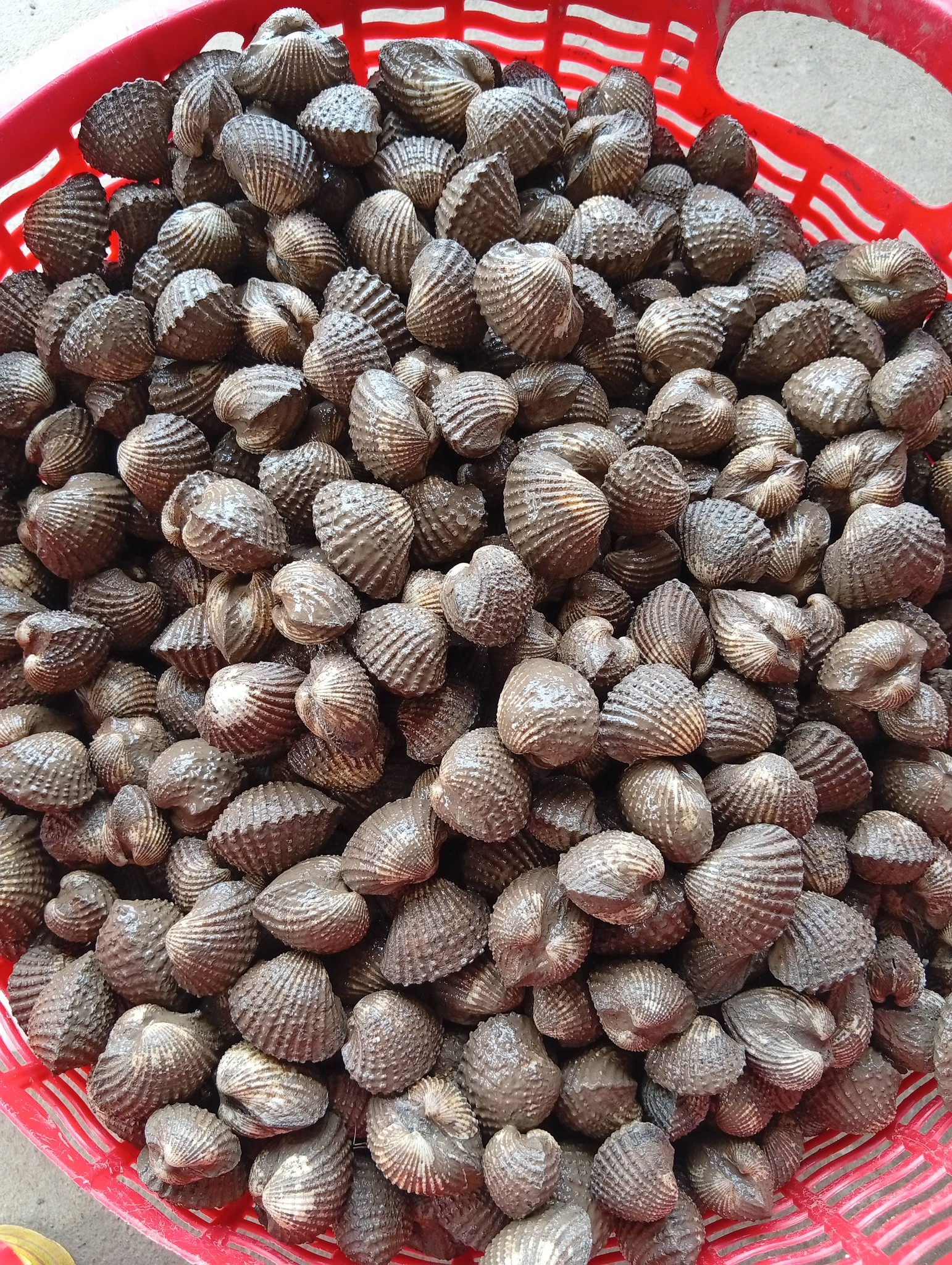 sò huyết tươi sống size 30-40 con/kg