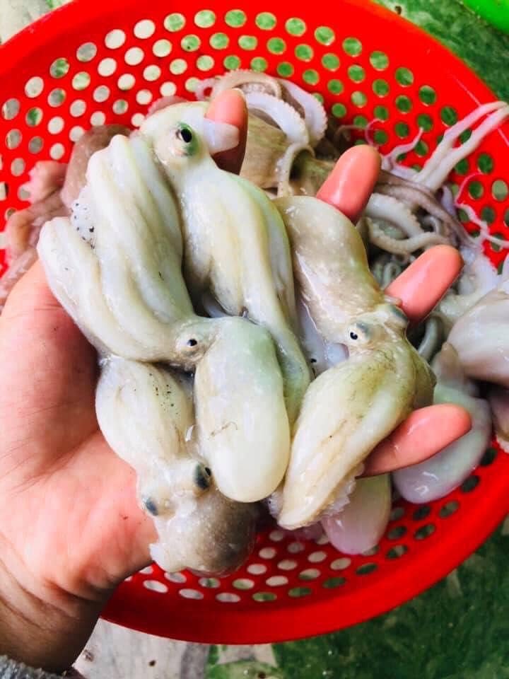 bạch tuộc tươi sống size 2-3 con/kg