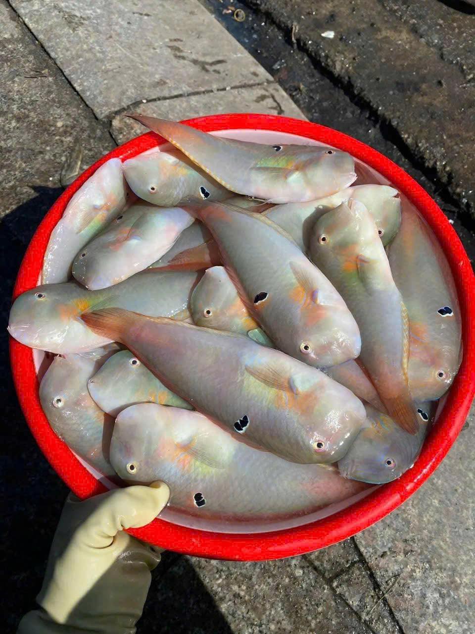 cá lưỡi mèo tươi giao sỉ