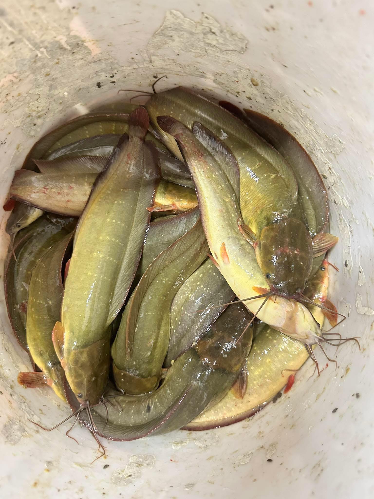 cá trê vàng sống giao sỉ