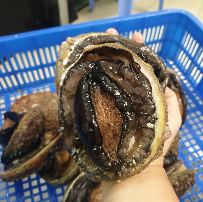 bào ngư Úc viền đen size lớn