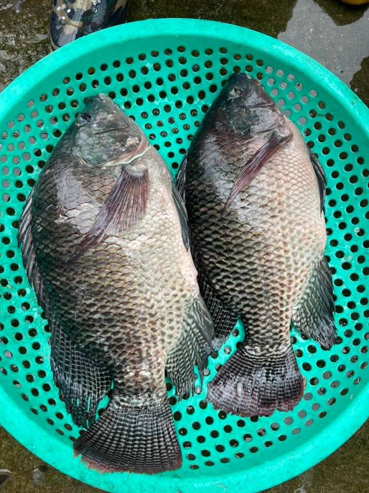 cá rô sống mới đánh bắt size 2-3 con/kg