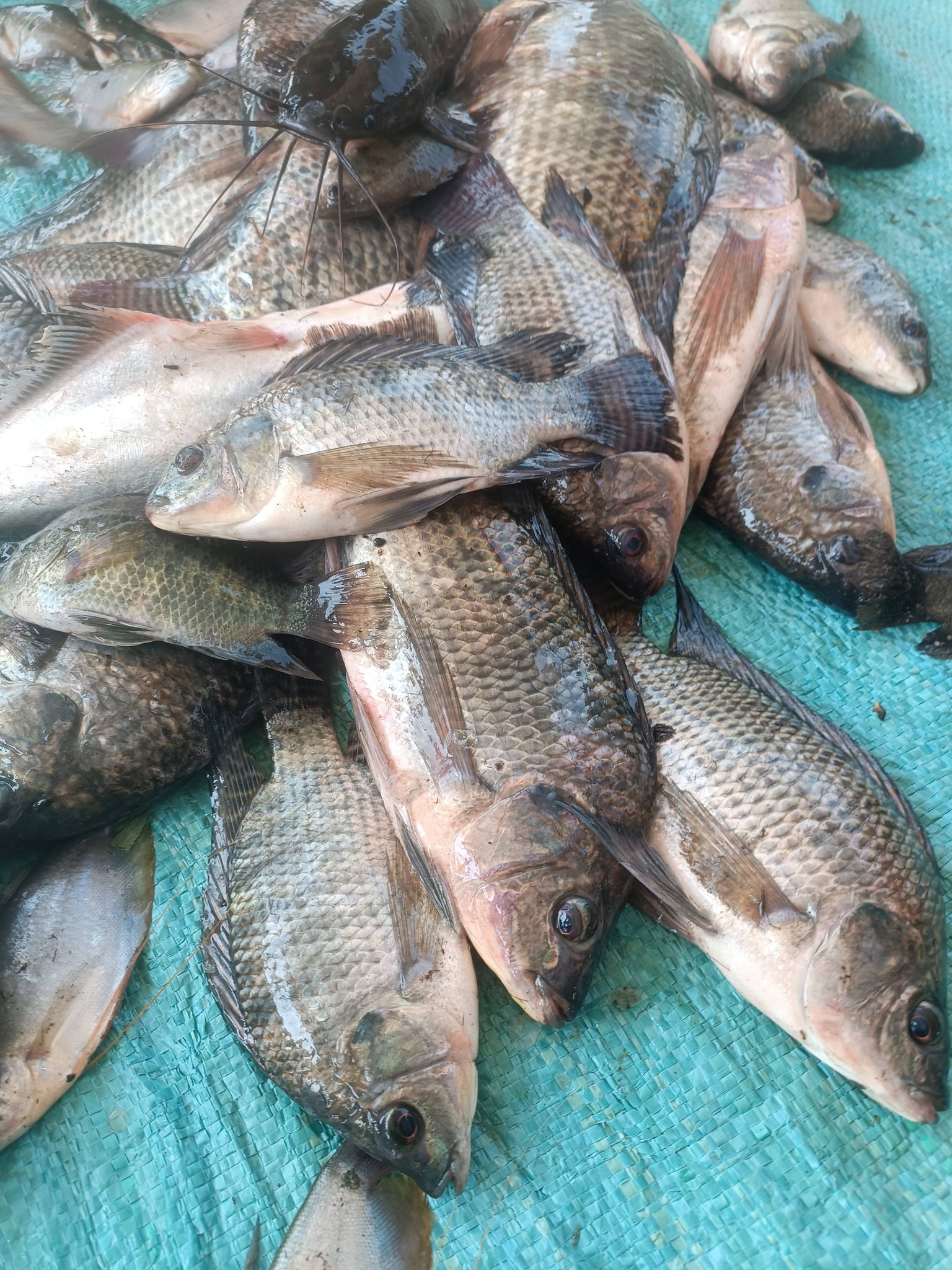 cá rô sống giao sỉ tại tphcm