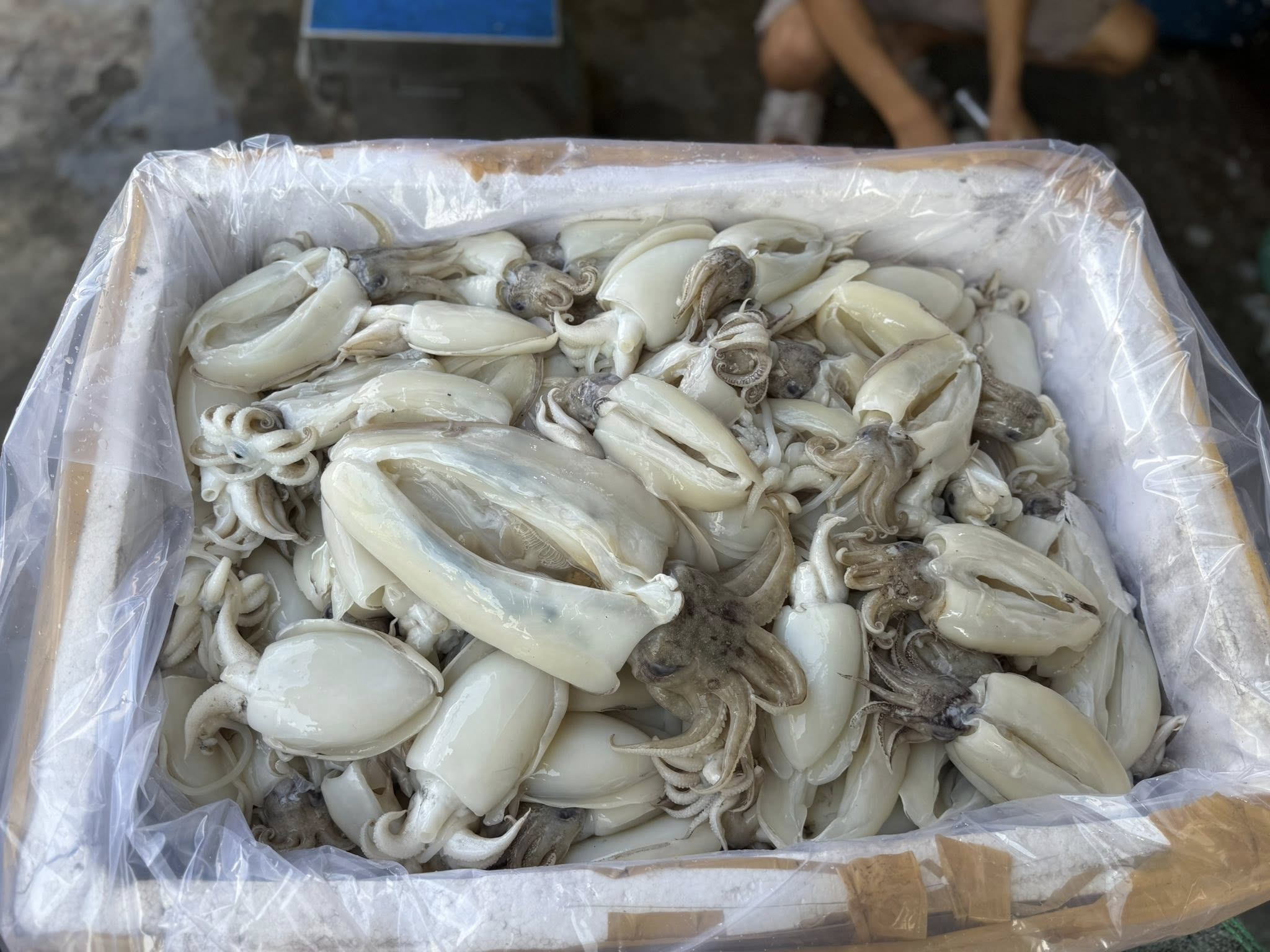 mực nang đông lạnh còn da size 8-10 con/kg