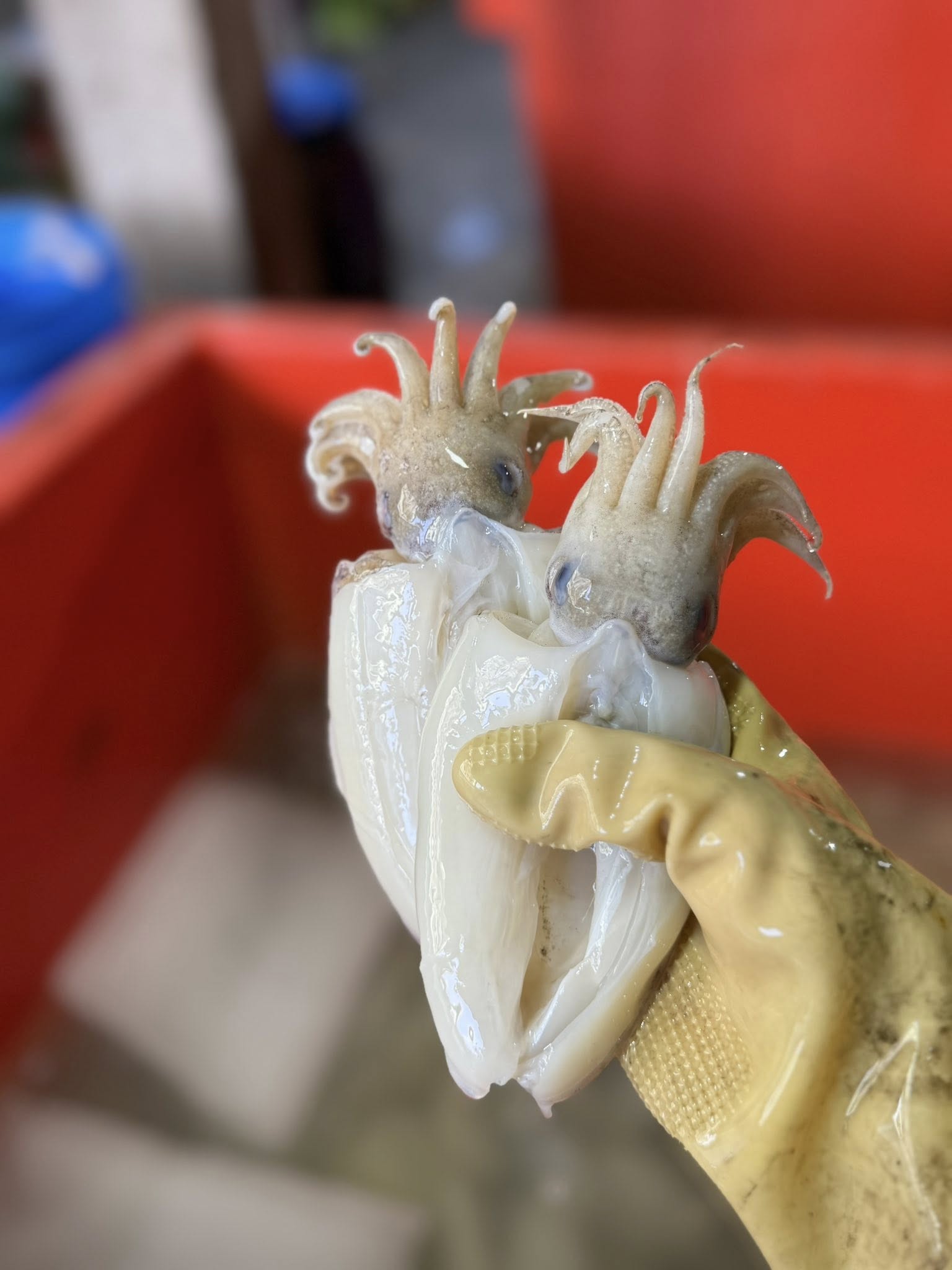 mực nang đông lạnh còn da đóng gói sỉ