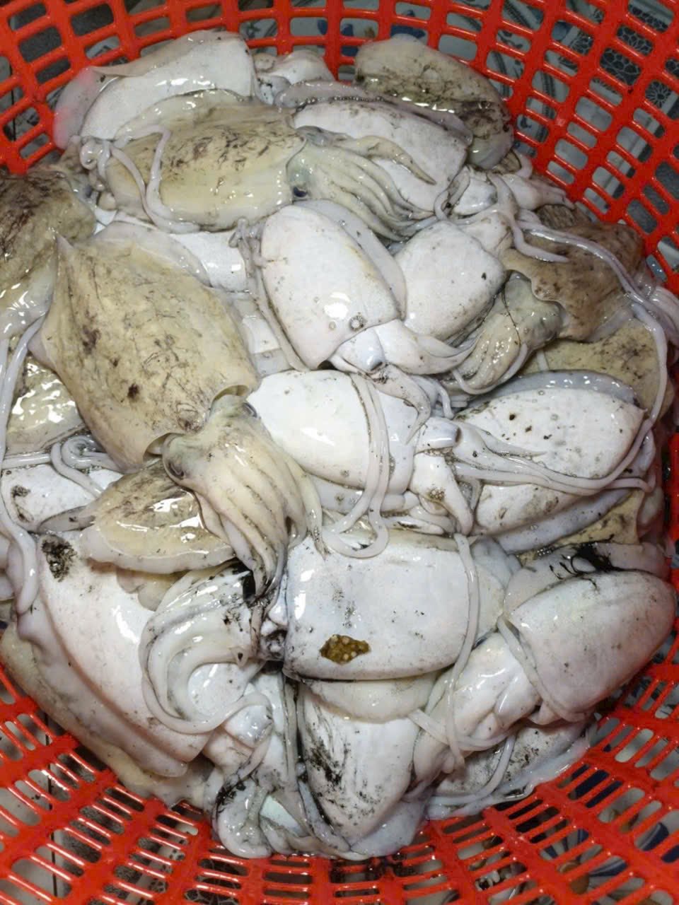 mực nang tươi giao sỉ trong ngày