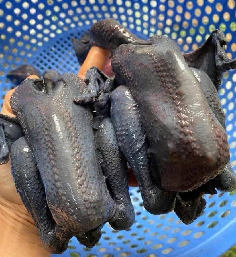 gà ác làm sạch 200gr tại VIFOOD