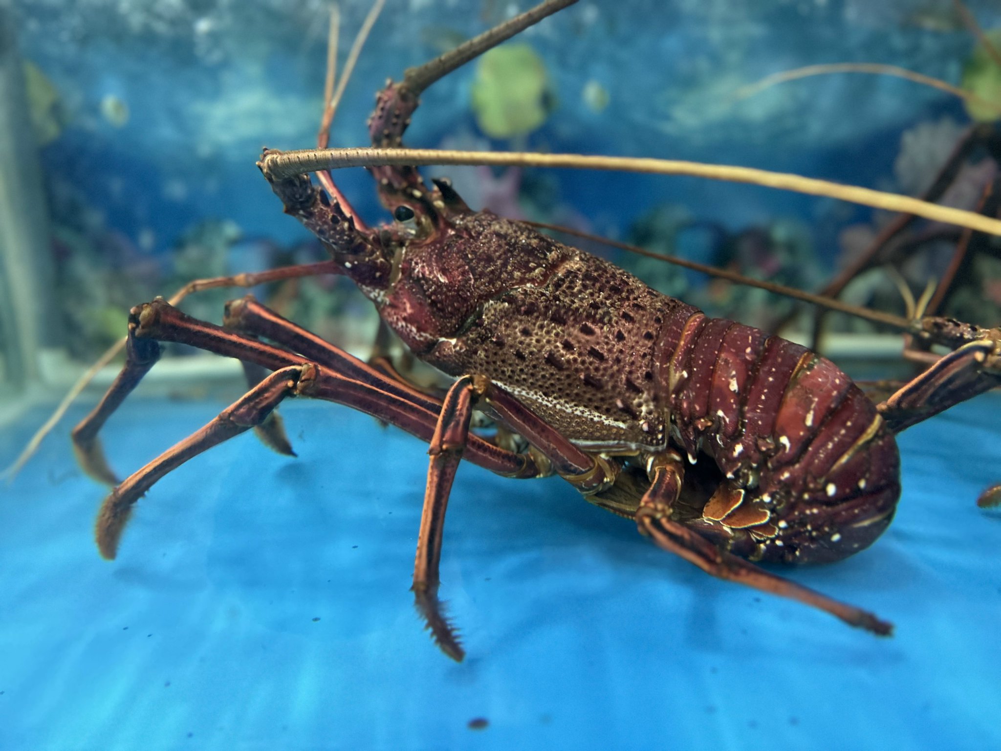 tôm hùm tây úc sống nhập khẩu tại VIFOOD