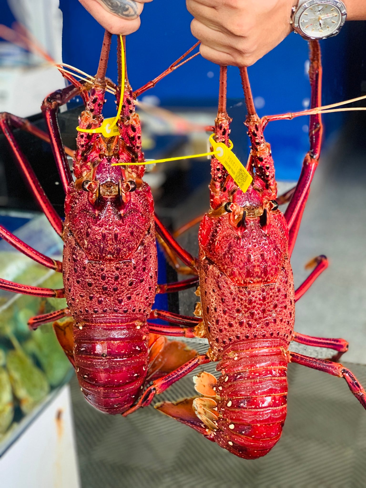 tôm hùm tây úc sống khỏe phản xạ mạnh